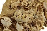 Miniature Fossil Cluster (Ammonites, Bivalves) - France #270563-4